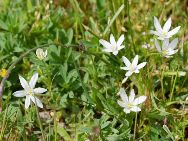 <h3>Ornithogalum&nbsp;umbellatum / Garden&nbsp;star‑of‑bethlehem / Gewone&nbsp;vogelmelk</h3>OM-1 Mark II met OLYMPUS M.150-400mm F4.5, 1/2000 sec  bij F4.5, ISO 400, afstand 2&nbsp;m